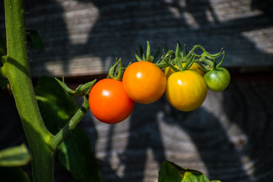 Sun Gold cherry tomatoes at different stages of ripeness on the vine. This variety of tomato (Solanum lycopersicum) produces yellow-orange fruit when ripe which are sweet tasting when fully mature.