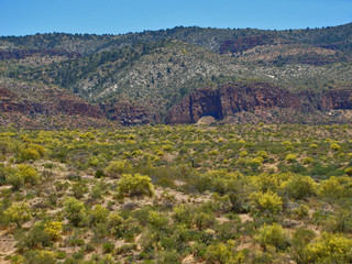 The Desert in Yellow at Roosevelt Lake in Arizona