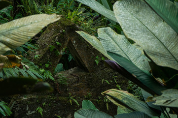 Triángulo escondido en la naturaleza