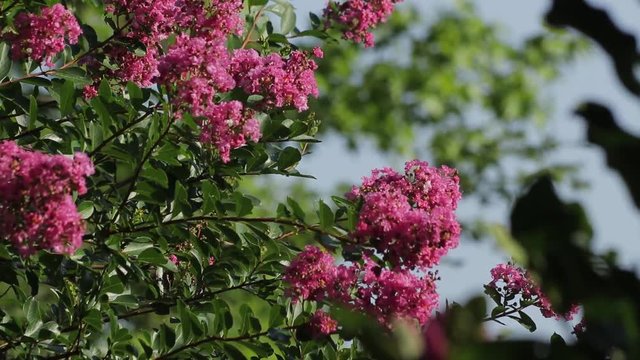 Crepe Myrtle flowers gently swaying in the wind