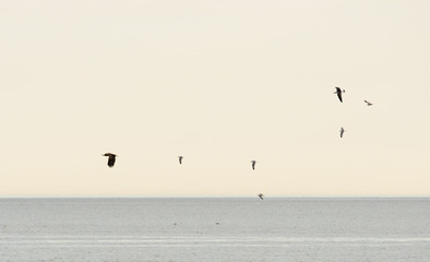 Sea eagel hunted by sea gulls