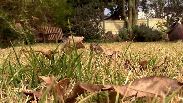 Frog jumping on grass