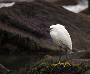 Seidenreiher (Egretta garzetta), Little egret in Larmor-Plage (Bretagne, Brittany)