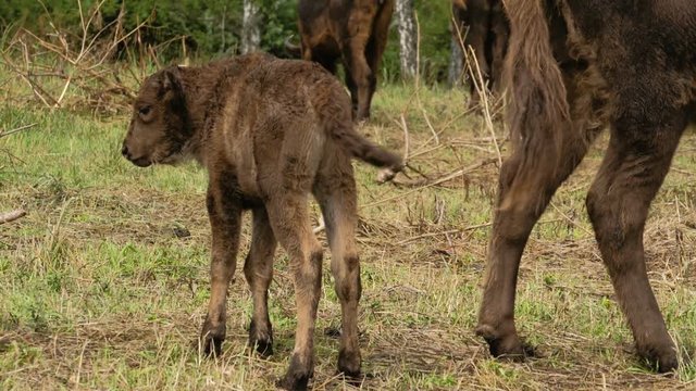 Baby aurochs, european bison
