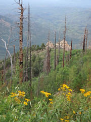 Scenic View on Mount Lemmon in Tucson
