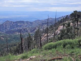 Scenic View on Mount Lemmon in Tucson