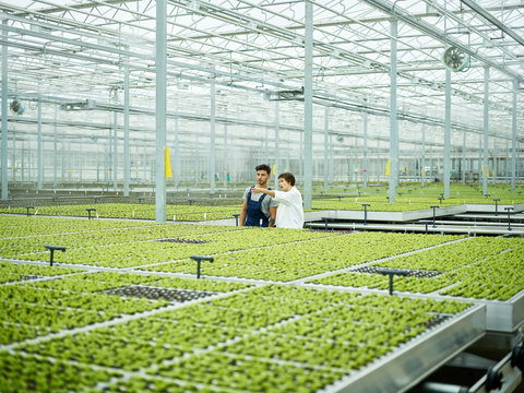 Worker and scientist communicating among lush growing plants in huge greenhouse of agronomy complex
