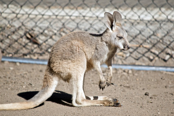 joey red kangaroo