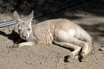 joey red kangaroo