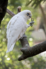 short beaked corella