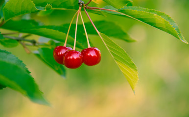 Red Cherries on Branches