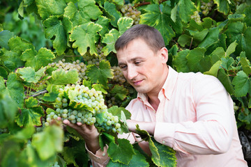 Vintner checking wine grape and leaves in summer day