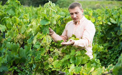 farmer near grapes in vineyard .