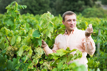 Vintner with clusters of grape