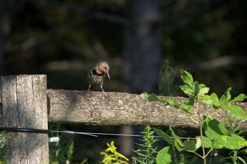 Northern Flicker perched on fence