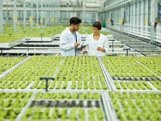 Scientific coworkers in modern agricultural glasshouse