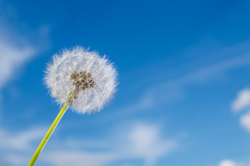 Dandelion flower with seeds on sunny day in deep blue sky background