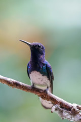 Purple/white hummingbird sitting on branch