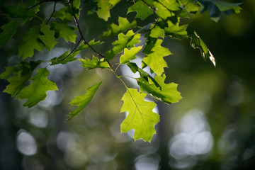 Oak leaf