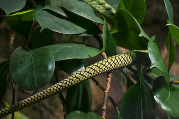 Green Tree Snake Coiled Around a Branch