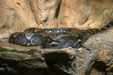 Snake on a rock