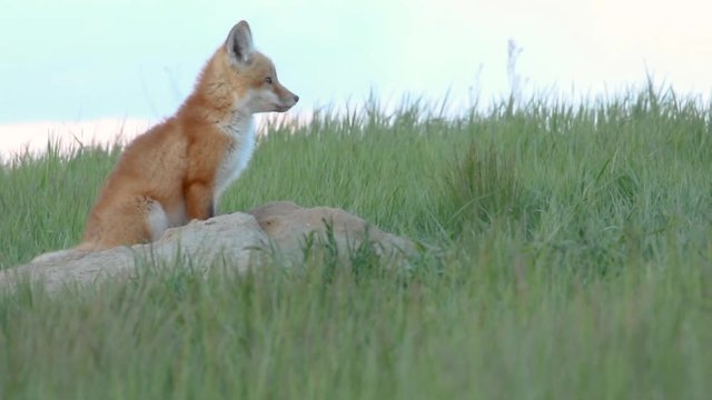 a Very cute and adorable fox pup sitting outside of its den.