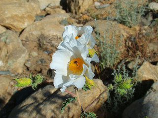 White Prickly Poppy Flowers in Desert of Arizona