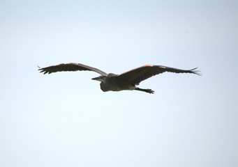 Flying Great Blue Heron