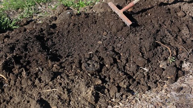 the farmer makes beds for planting organic and environmentally friendly vegetables. Work in the garden