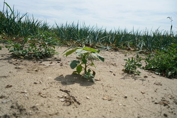 Die extreme Hitze in Deutschland führt in der Landwirtschaft zu enormen Einbußen in der Ernte von Getreide und Mais

