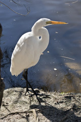 little egret