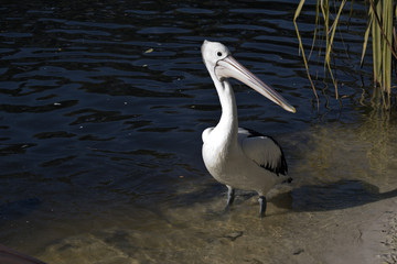 an Australian pelican