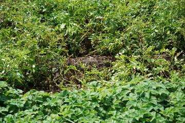 Die extreme Hitze in Deutschland führt in der Landwirtschaft zu enormen Einbußen in der Ernte von Getreide und Mais
