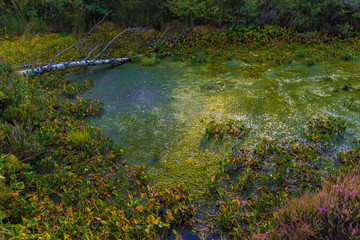 Feuchtbiotop Nickelheimer Filze bei Rosenheim