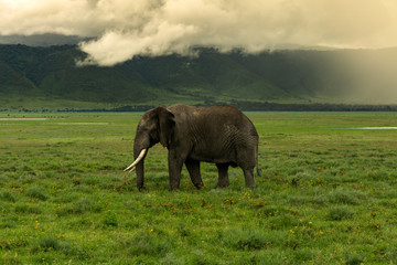 Elephant walking