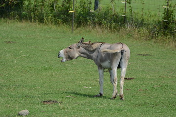 Donkey in Pasture
