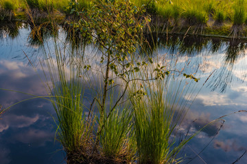 Feuchtbiotop bei Rosenheim
