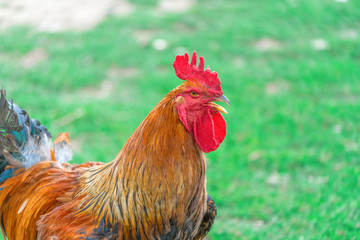 Portrait of a red rooster close up,  brown cock in the garden.