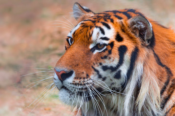 Portrait of a tiger close-up, blurred background