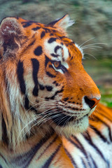 Portrait of a big tiger in profile, close-up