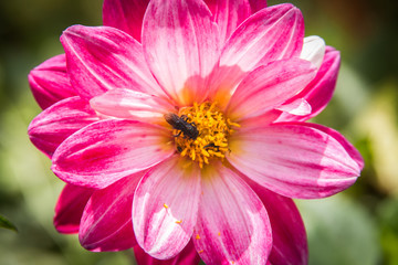 pink flower with a bee