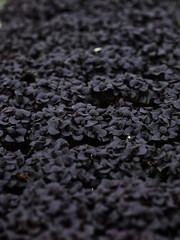 Lush growing herb of black color