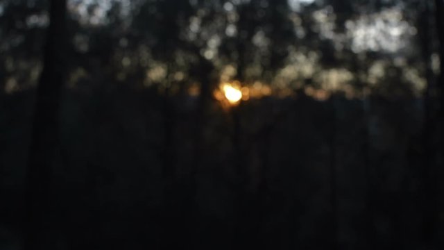 Creepy and dark sunset bokeh on a dark pine tree forest. It seems to be a sunset from hell.