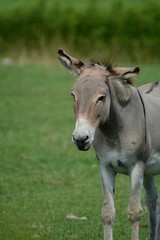 Naklejka na ściany i meble Donkey in Pasture