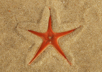 Orange Comb Starfish half buried in the sand - Astropecten sp.