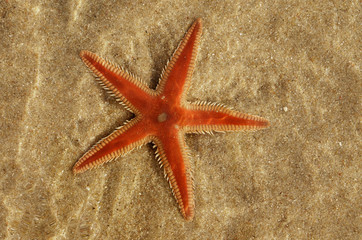 Orange Comb Starfish under water - Astropecten sp.