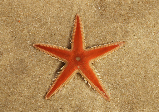 Orange Comb Starfish overview on sand - Astropecten sp.