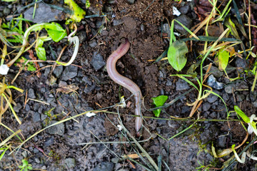Worm digging