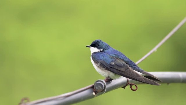 A male Tree Swallow perched on a wire looking around.
