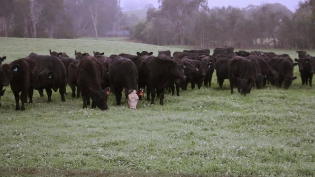 Brown cows grazing in a paddock in winter wide shot